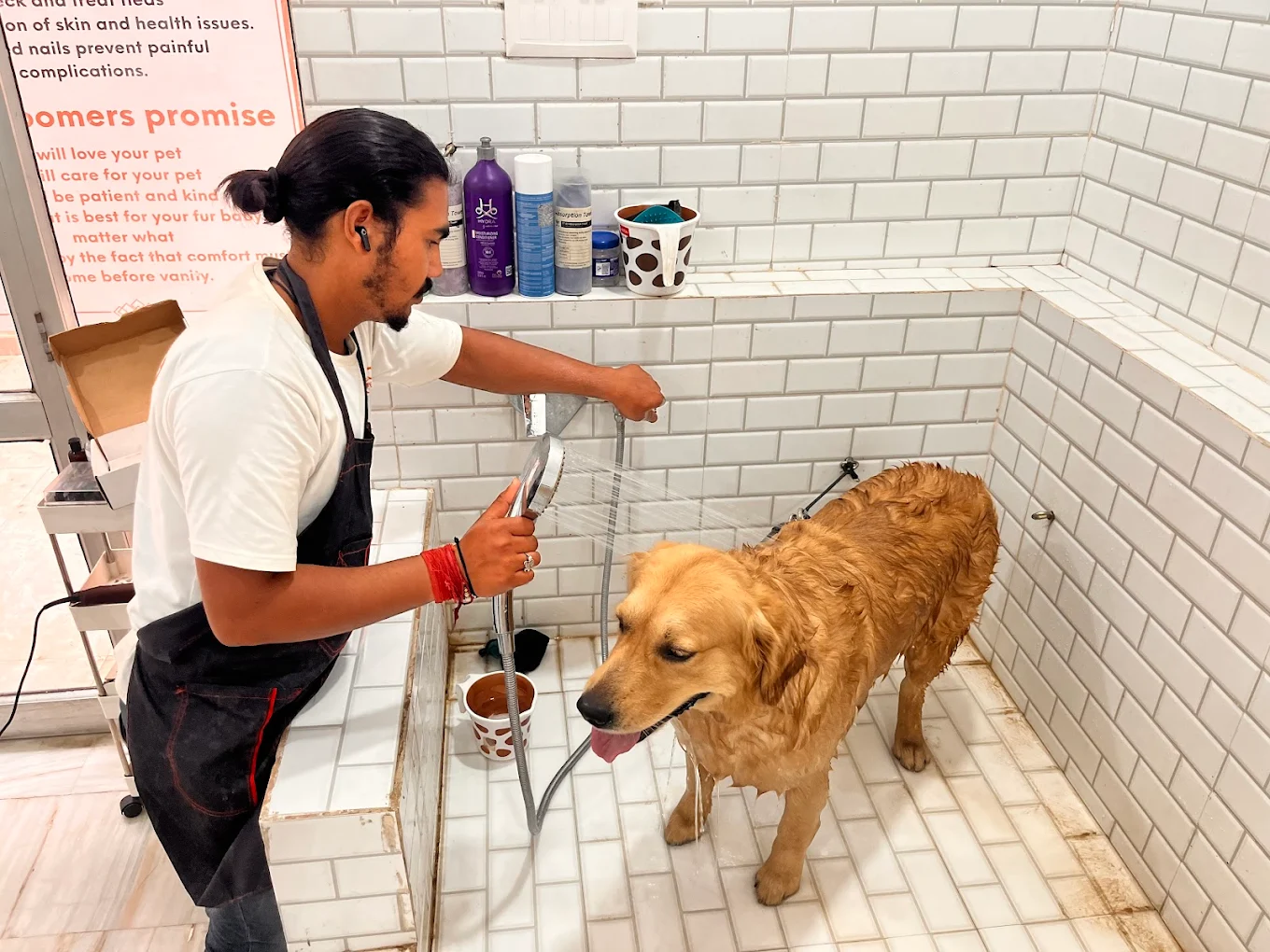 Pet grooming client transformation